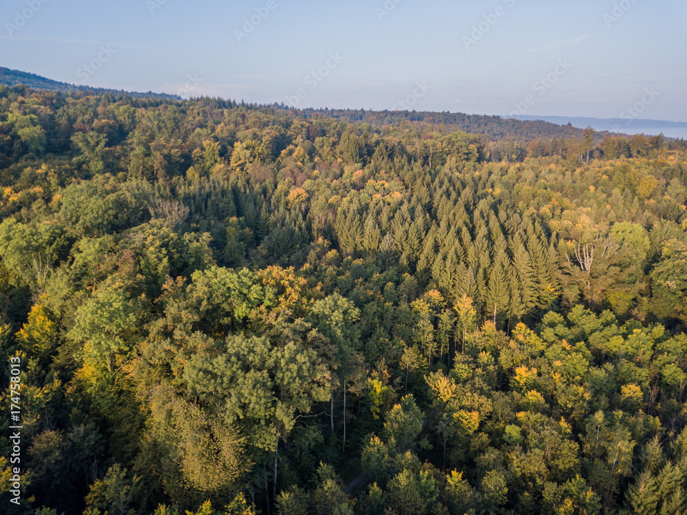Aerial view of forest in morning light during sunrise Aerial view of forest in morning light during sunrise