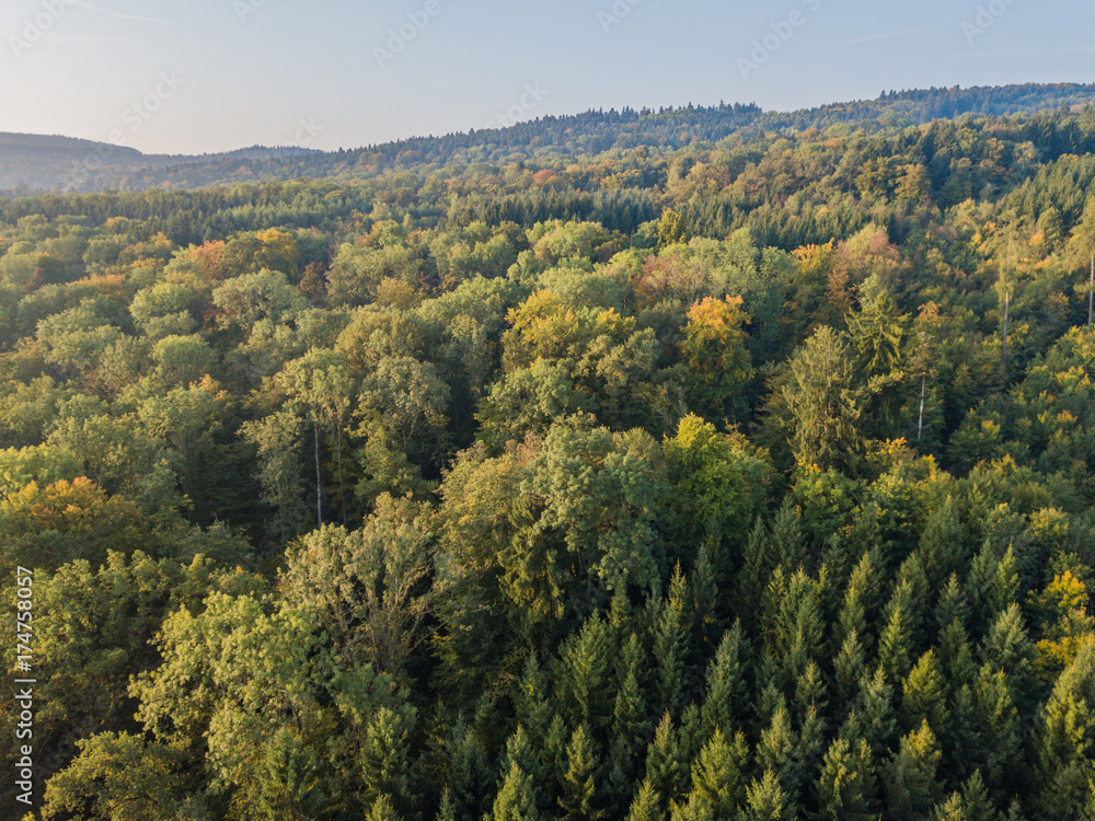Aerial view of forest in morning light during sunrise