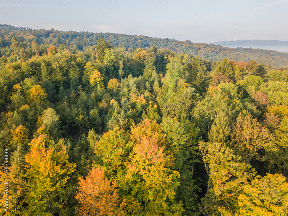 erial view of forest in morning light during sunrise