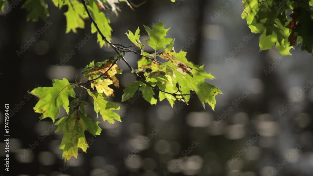 Maple leaves in dappled sunlight with river bokeh Maple leaves in dappled sunlight with river bokeh