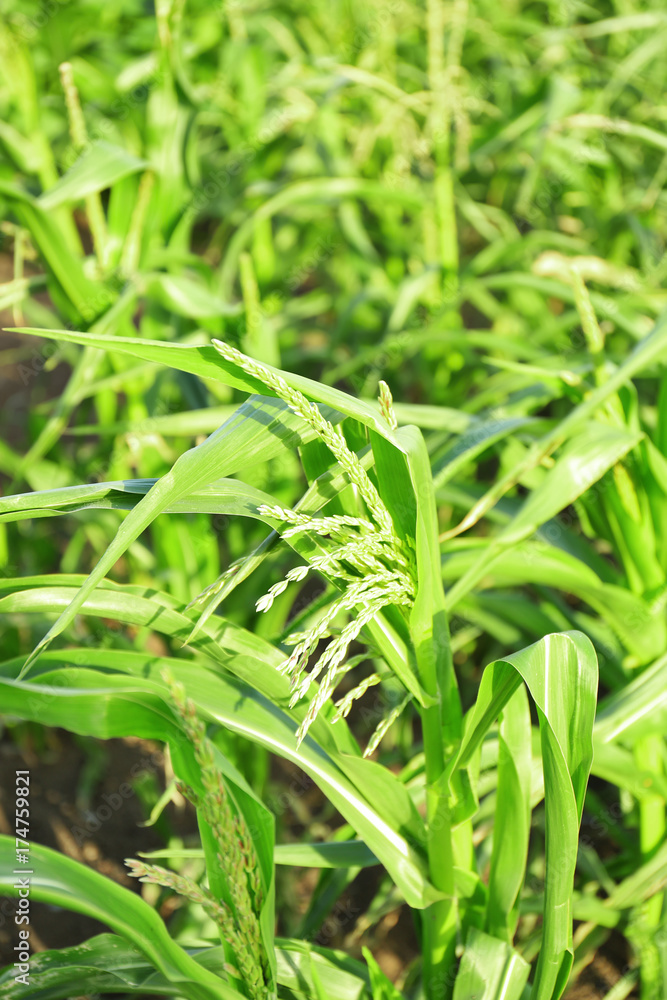 Corn growing in garden on sunny day Corn growing in garden on sunny day