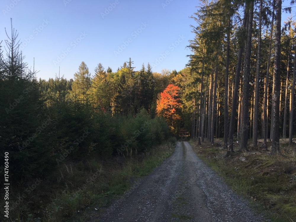 Obraz premium road in the forest