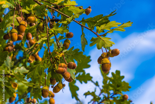 Eicheln reif herbst photo