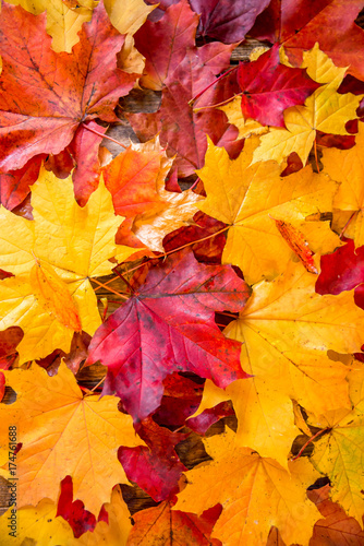clean bright colored autumn leaves