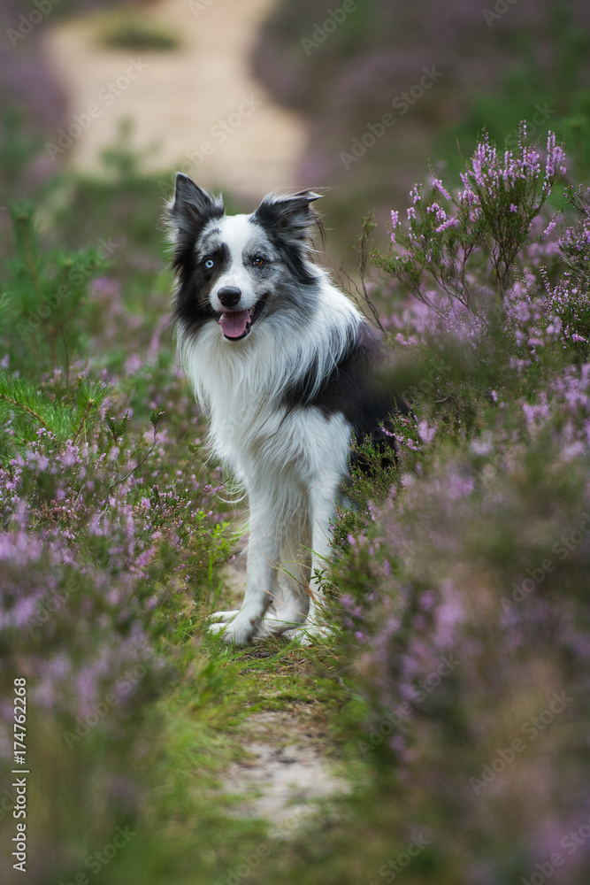 Border Collie Border Collie