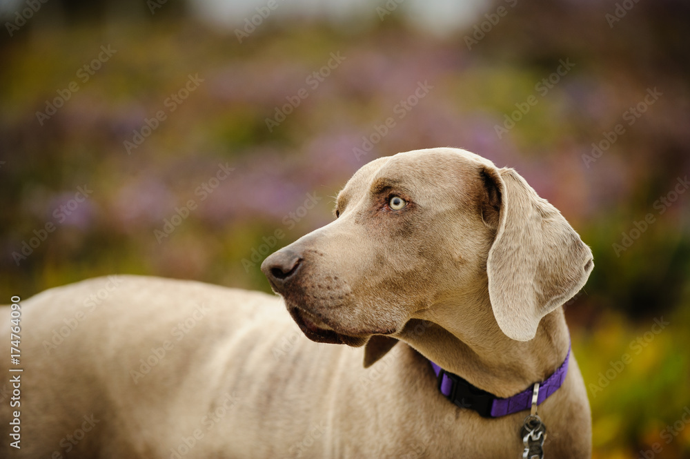 Weimaraner dog outdoor portrait in field of purple flowers