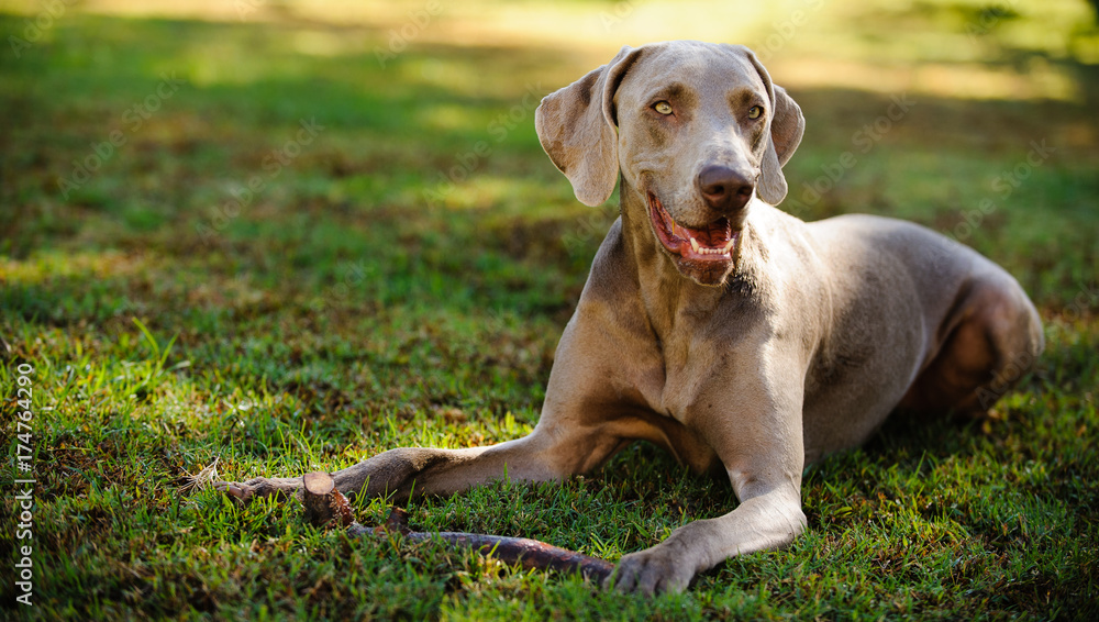 Weimaraner dog outdoor portrait lying in grass