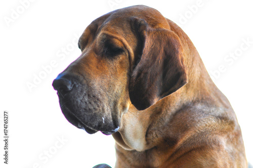 large dog's head in close up