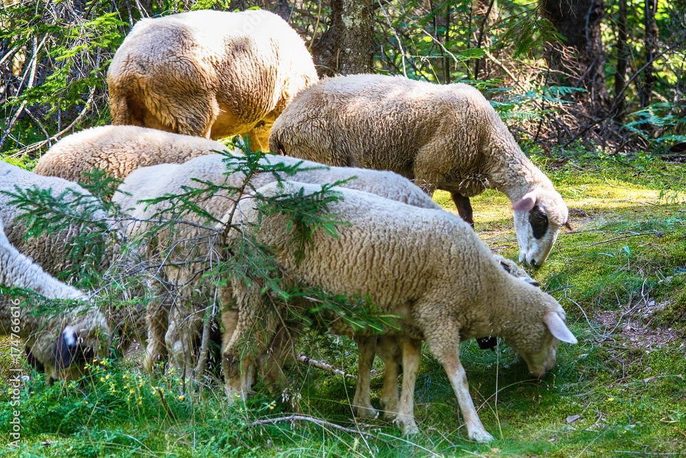 Naklejka premium Sheeps