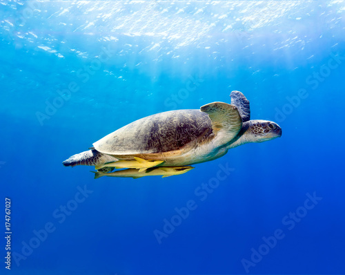 A large Green Sea Turtle playing host to two attached striped Remora swims near the surface through blue water with sunbeams reflecting through the water © whitcomberd