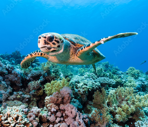 Hawksbill sea turtle on a tropical coral reef