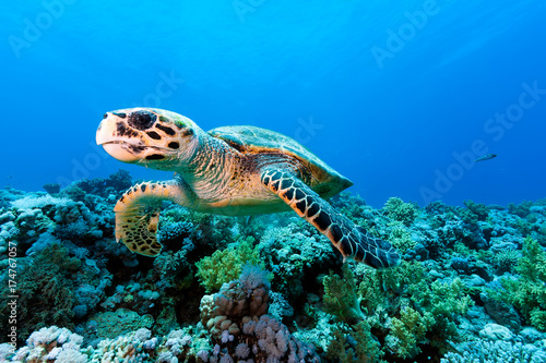 Hawksbill sea turtle on a tropical coral reef