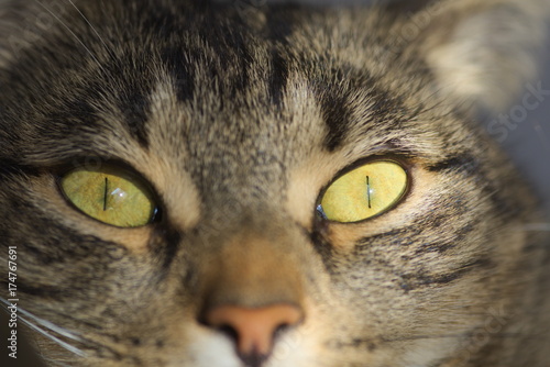 Cat close-up face 