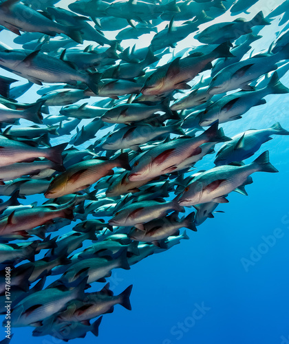 A large school of fish in clear deep water