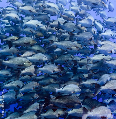 A huge school of fish in blue water