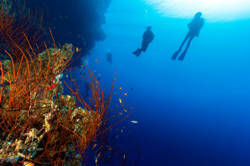 Foto auf Acrylglas Tauchen SCUBA divers exploring a colorful, tropical coral reef  © whitcomberd