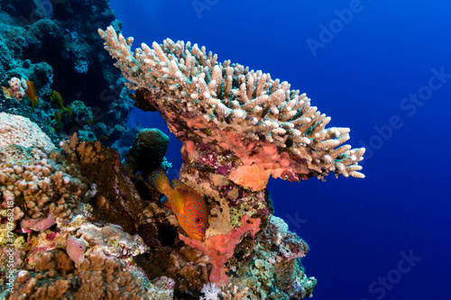 Fototapeta Naklejka Na Ścianę i Meble -  A Coral Grouper hiding under a table coral on a tropical reef