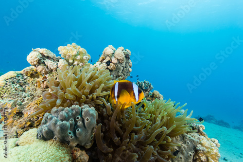 Banded clownfish on a bright, colourful tropical coral reef