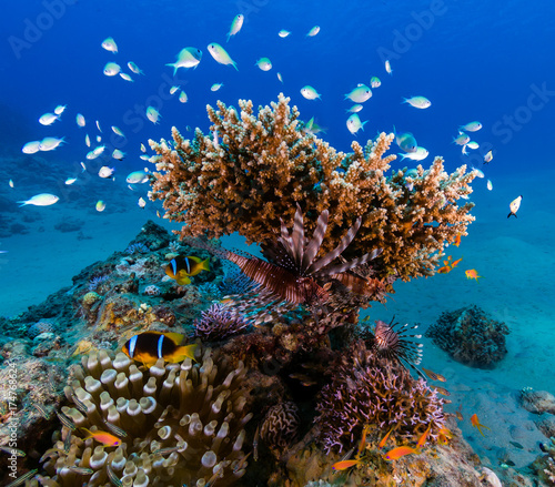 Lionfish and clownfish on a healthy tropical coral reef