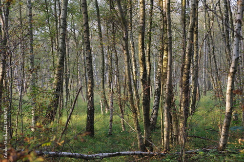 Birch forest in Wittmoor, Hamburg