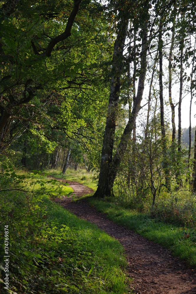Obraz premium In the green park in Wittmoor