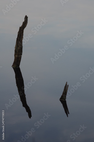 Two trunks reflecting in a moor in Hamburg photo