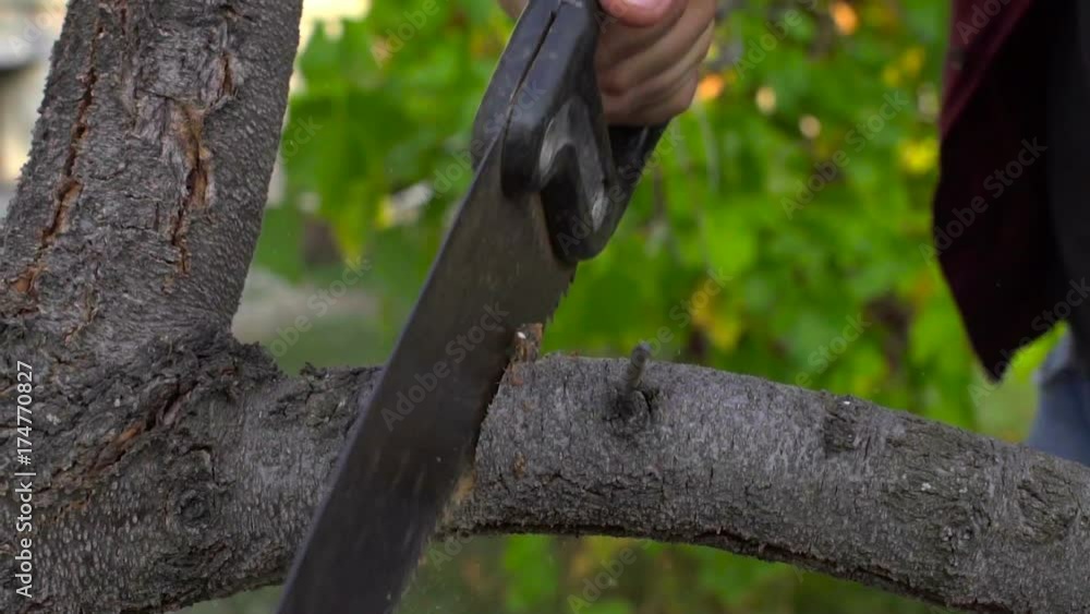 In slow motion, a farmer cuts an old branch from a fruit tree In slow motion, a farmer cuts an old branch from a fruit tree