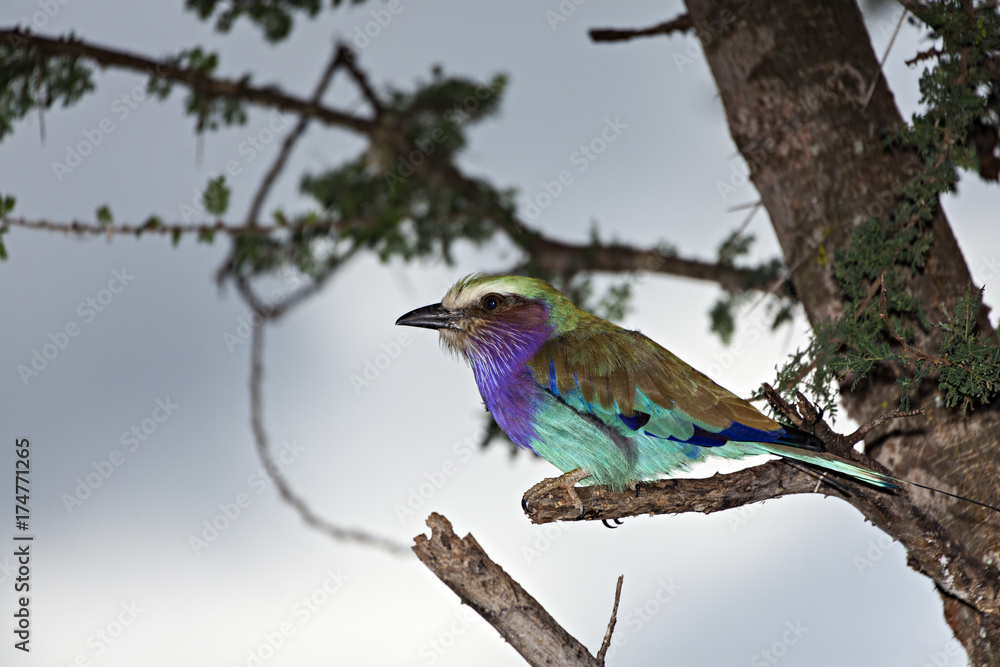 Lilac Breasted Roller on a Branch Lilac Breasted Roller on a Branch