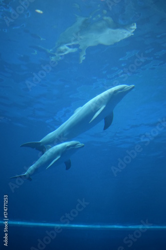 delfini © Beatrice.gardini