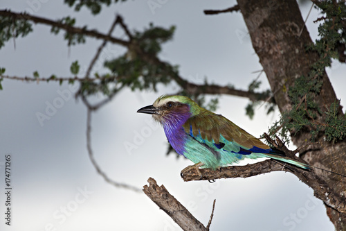 Lilac Breasted Roller on a Branch © Richard Buchbinder