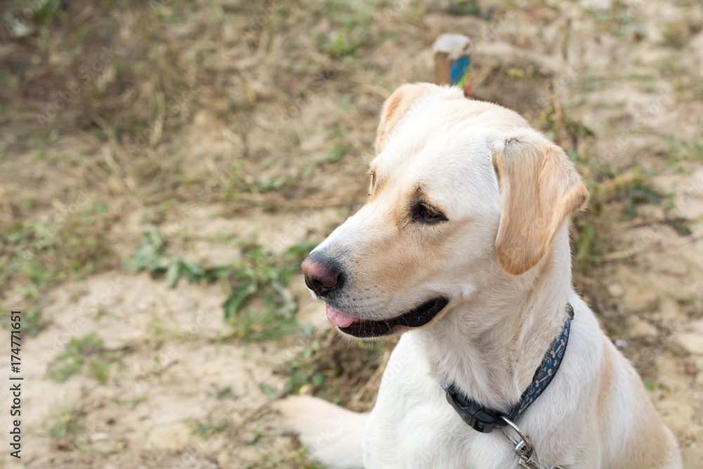 Hund- Labrador retriever blond Rüde 