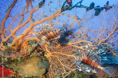 Lionfish swimming around a large gorgonian fan on a coral reef