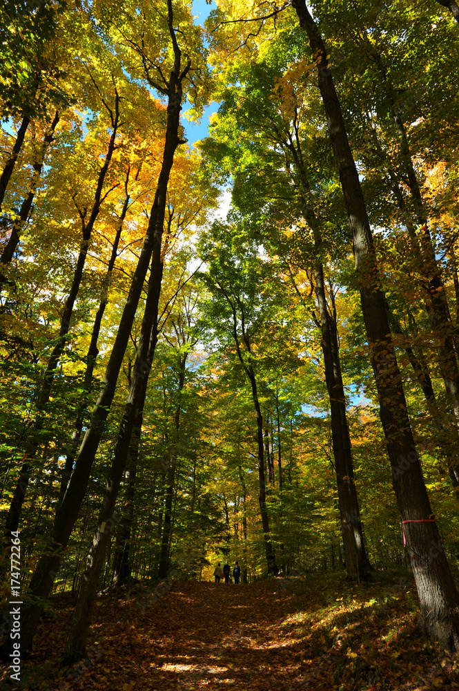 Naklejka premium Autumn in Ontario