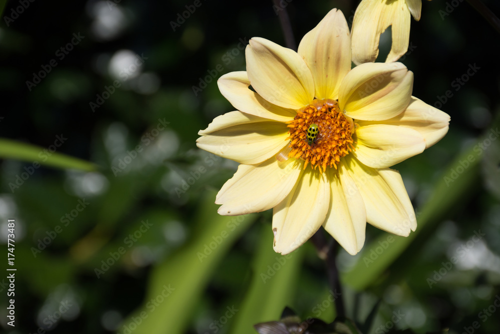 Green like Ladybug on yellow flower Green like Ladybug on yellow flower