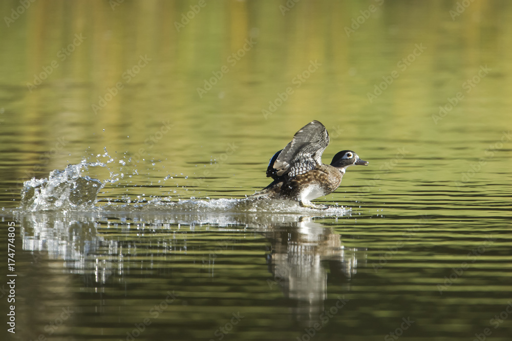 Female wood duck makes splashy landing.