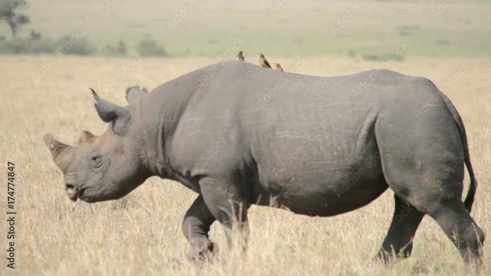 Black rhino walks in the plains with tick birds on his back Black rhino walks in the plains with tick birds on his back