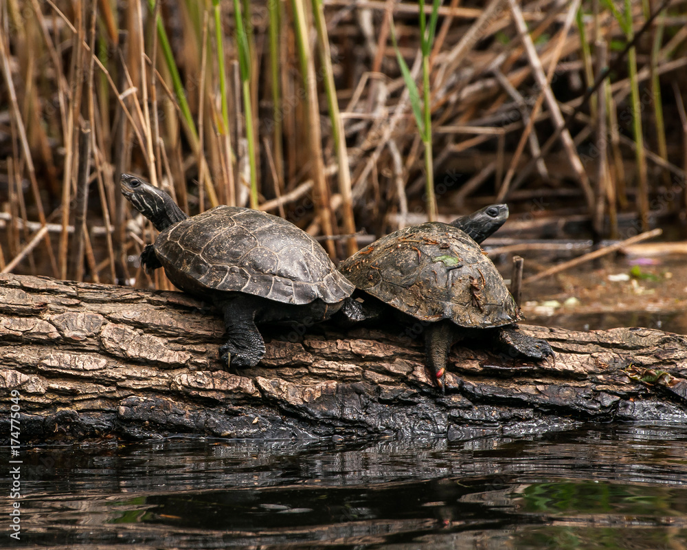 Obraz premium Two river turtle resting on a fallen tree