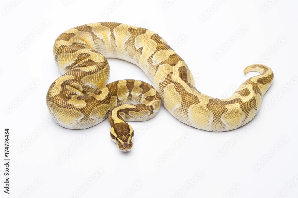 Royal Python (Python regius), Butter Enchi, male, Markus Theimer reptile breeding, Austria, Europe Royal Python (Python regius), Butter Enchi, male, Markus Theimer reptile breeding, Austria, Europe