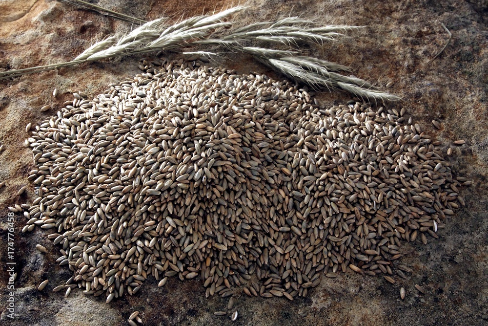 Rye (Secale cereale) with spikes on a slab Rye (Secale cereale) with spikes on a slab