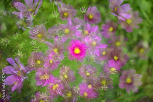 Mexican Aster (Cosmos bipinnatus), Stuttgart, Baden-Wuerttemberg, Germany, Europe