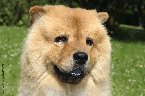 Portrait of a male Chow Chow dog in the garden © imageBROKER