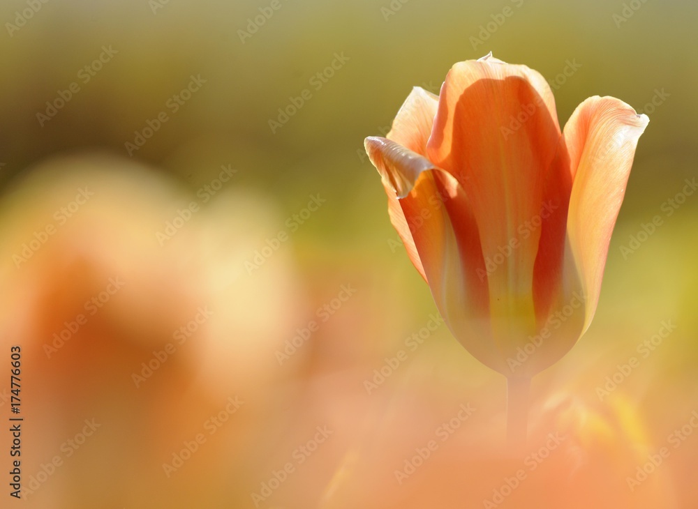 Fototapeta premium Tulip (Tulipa)
