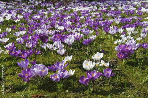 Canvastavla Spring crocus, Giant Dutch crocus (Crocus vernus hybrids), purple and white croc