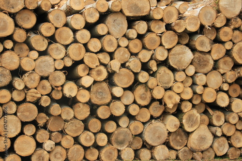 Chopped fuel wood in a forest