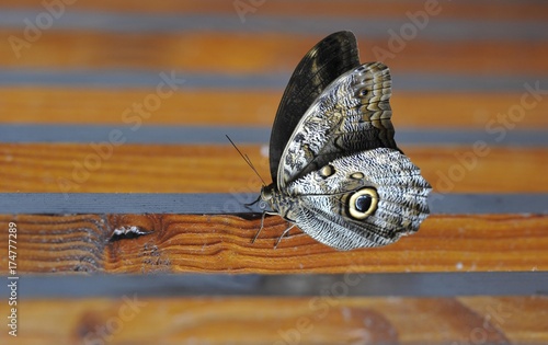 Owl butterfly (Caligo eurilochus), South America, Central America