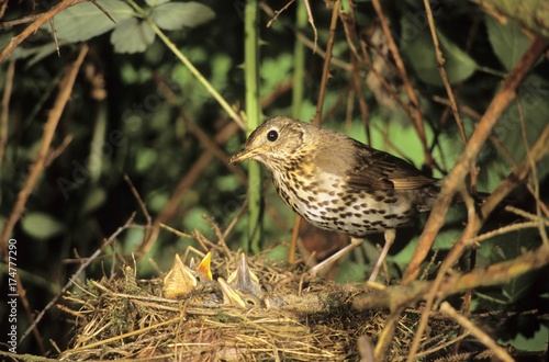 Wallpaper Mural Song Thrush (Turdus philomelos) at the nest with young Torontodigital.ca
