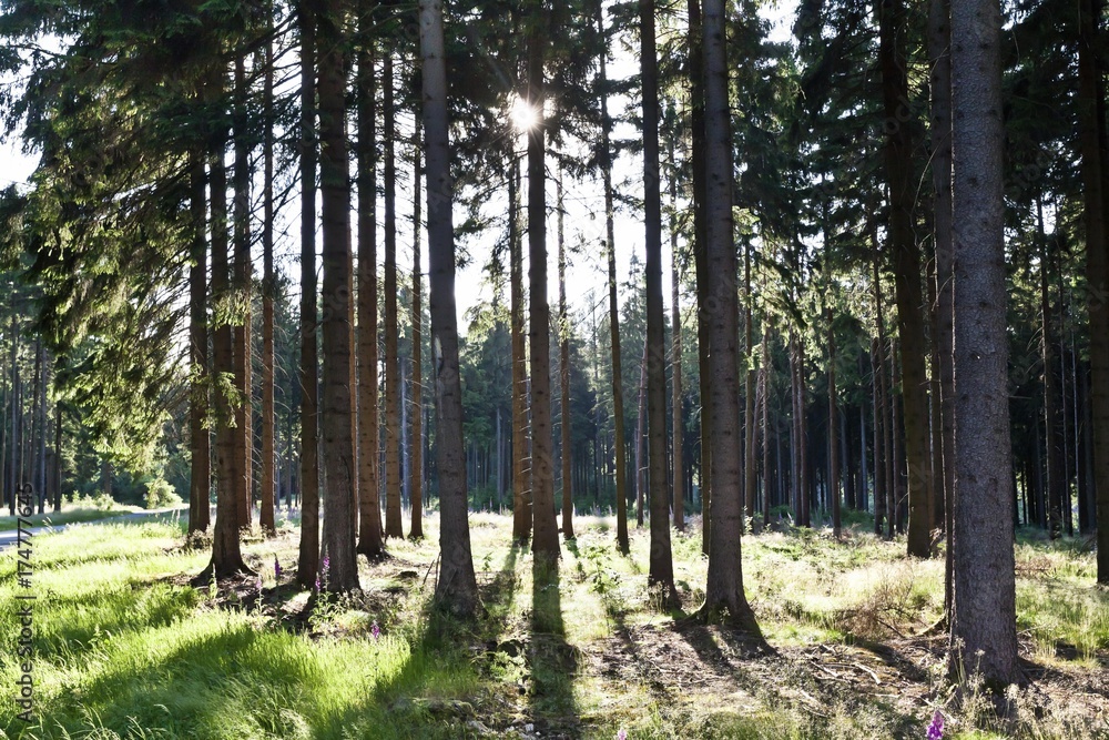Fototapeta premium Forest with pine trees in backlight