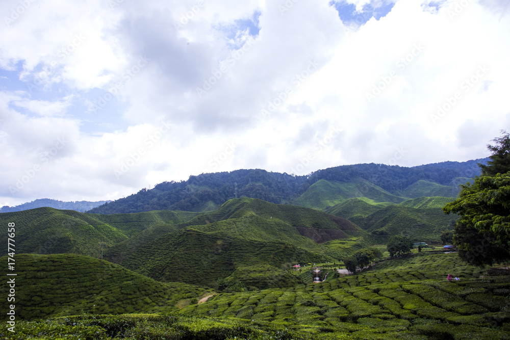 Obraz premium scenery of tea plantation,cameron highland Malaysia at noon. soft focus,blur due to long exposure