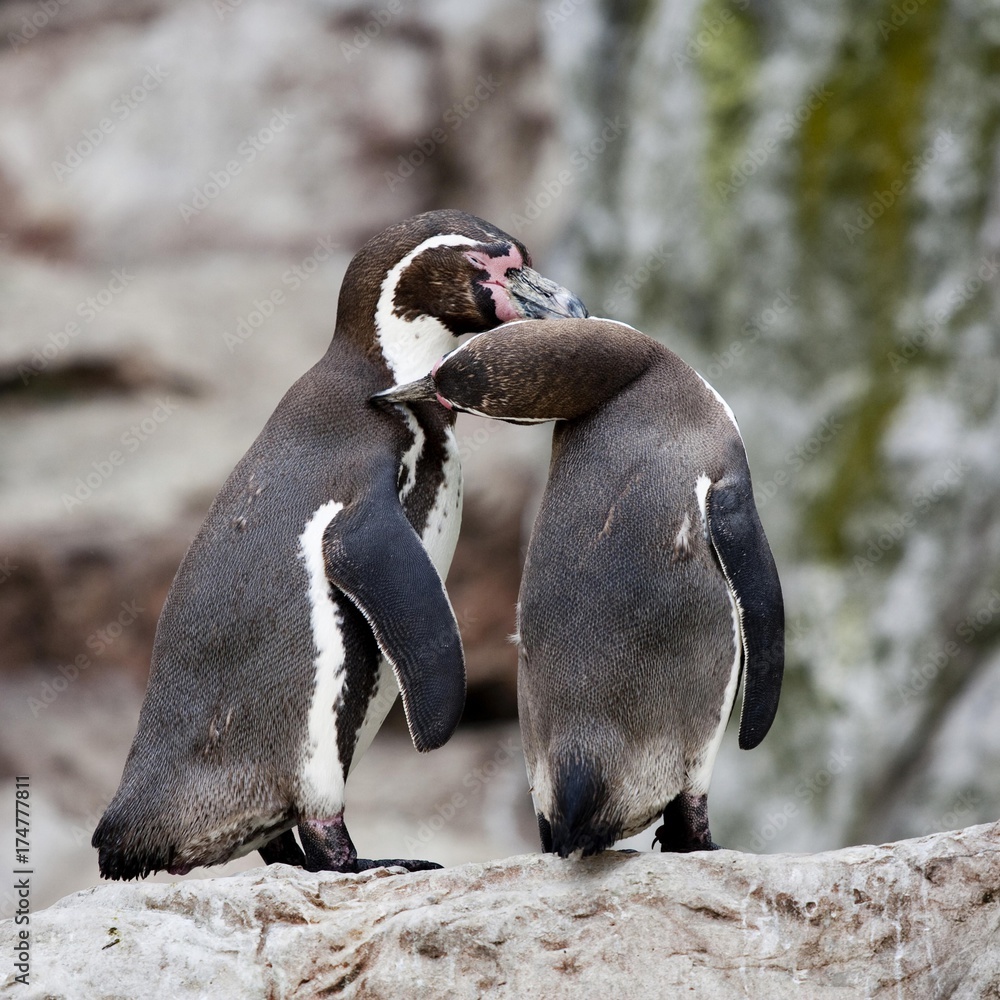 Naklejka premium Humboldt penguin or Patranca (Spheniscus humboldti)