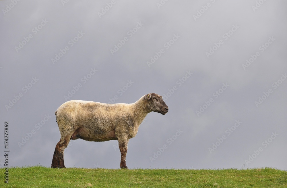 Obraz premium Sheep on the dyke of the Elbe river at Kollmar, Schleswig-Holstein, Germany, Europe